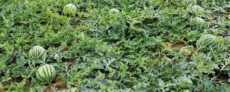 露地西瓜的种植方法，种植密度为600-800株一亩