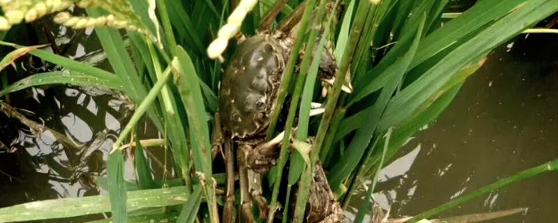 稻田养蟹要注意什么，确保水中有足够的溶氧