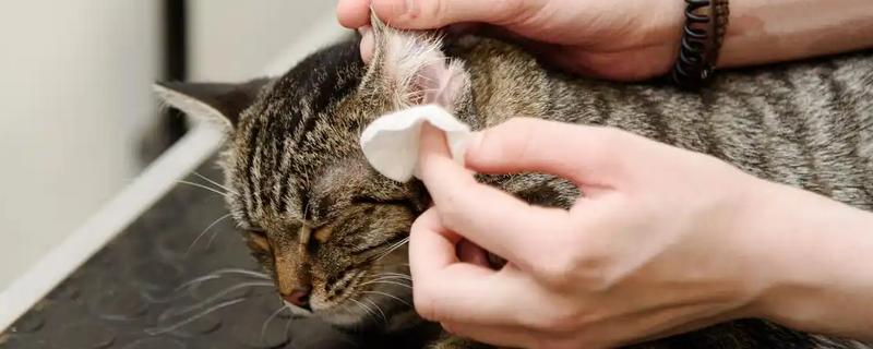 给猫咪驱虫的误区，猫咪洗澡后是不可驱虫的