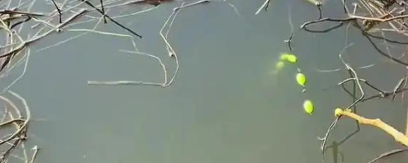 七星漂钓流水如何避免走漂，可采取单钩跑铅或双铅钓法