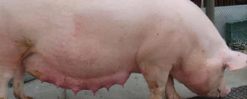 长太母猪有什么特点，多为白色