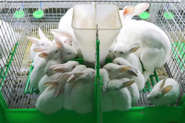 怎么提高兔子的食欲，可以尝试给它更换兔粮