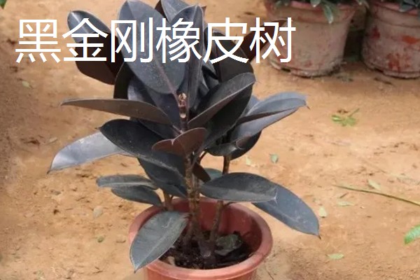 橡皮树的种类,有黑金刚橡皮树、圆叶橡皮树等