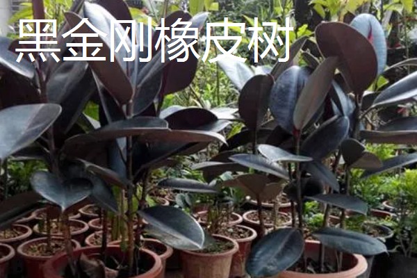 橡皮树的种类,有黑金刚橡皮树、圆叶橡皮树等