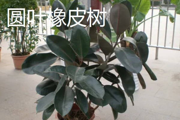 橡皮树的种类,有黑金刚橡皮树、圆叶橡皮树等
