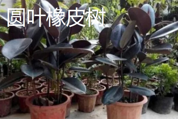 橡皮树的种类,有黑金刚橡皮树、圆叶橡皮树等