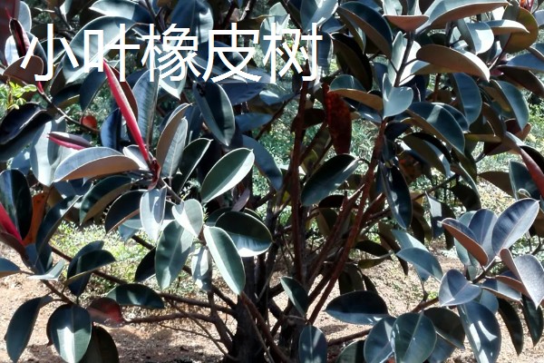 橡皮树的种类,有黑金刚橡皮树、圆叶橡皮树等