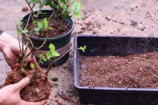 茉莉花叶子黄且慢慢变干如何处理,要及时更换土壤