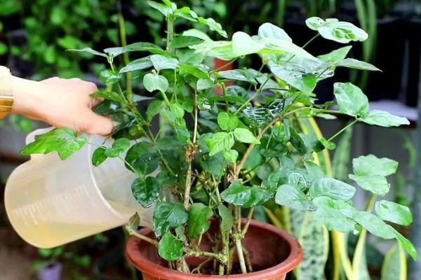 茉莉花叶子黄且慢慢变干如何处理,要及时更换土壤