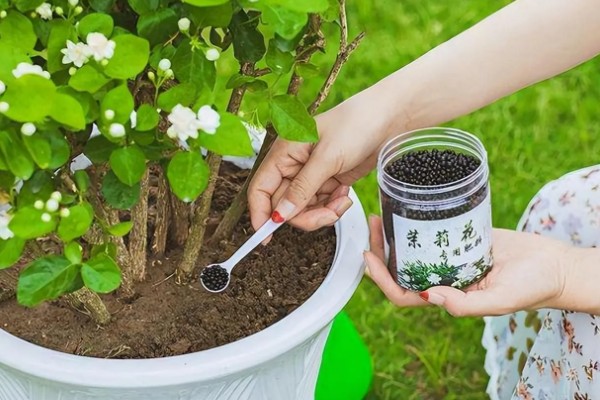 茉莉花叶子黄且慢慢变干如何处理,要及时更换土壤