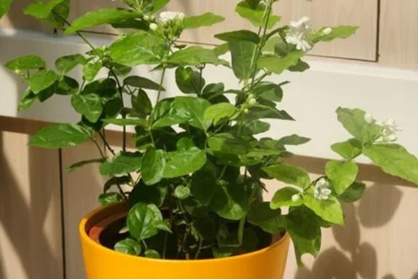 茉莉花叶子黄且慢慢变干如何处理,要及时更换土壤