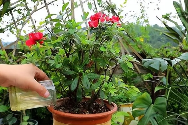 杜鹃花缺水有哪些表现,表现为叶子焦枯
