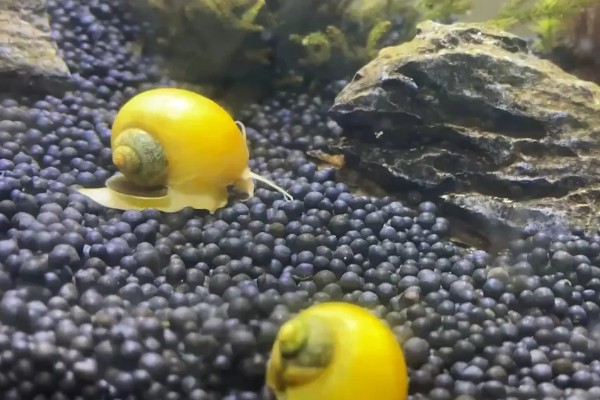 黄金螺能不能用冷水养，可以接受5-45℃的水温