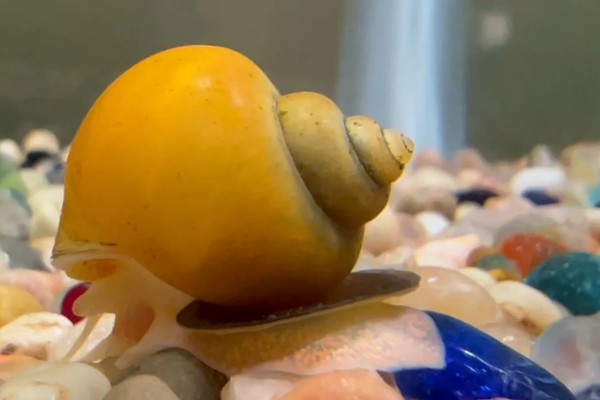 黄金螺能不能用冷水养，可以接受5-45℃的水温