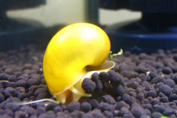 黄金螺能不能用冷水养，可以接受5-45℃的水温