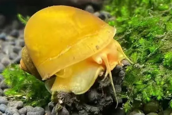 黄金螺能不能用冷水养，可以接受5-45℃的水温