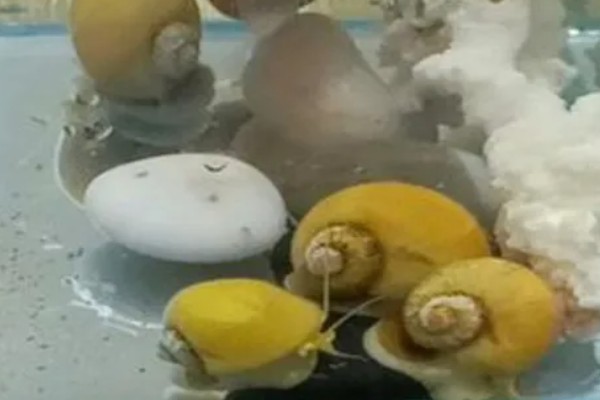 黄金螺能不能用冷水养，可以接受5-45℃的水温