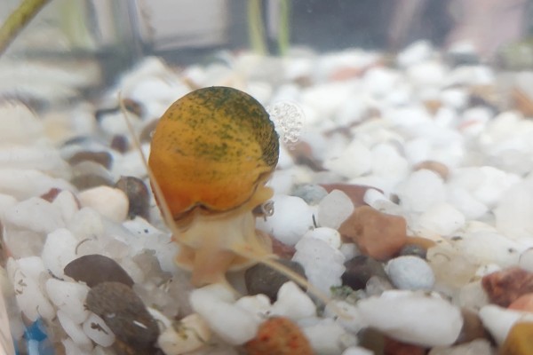 黄金螺能不能用冷水养，可以接受5-45℃的水温