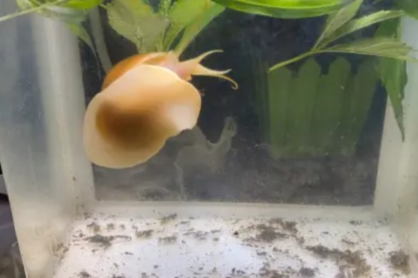 黄金螺能不能用冷水养，可以接受5-45℃的水温