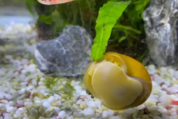 黄金螺能不能用冷水养，可以接受5-45℃的水温