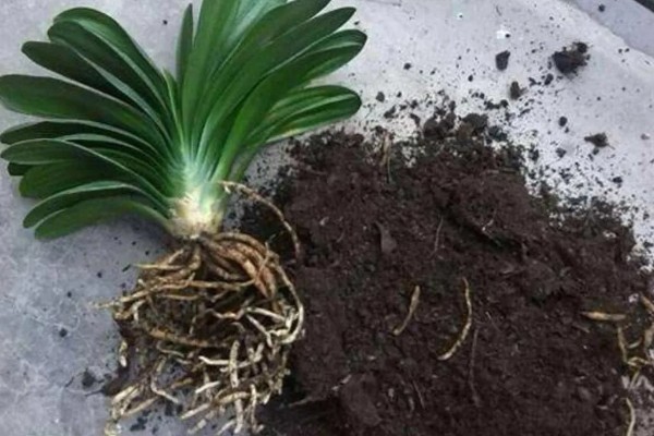 君子兰的养殖方法,不干不用浇水