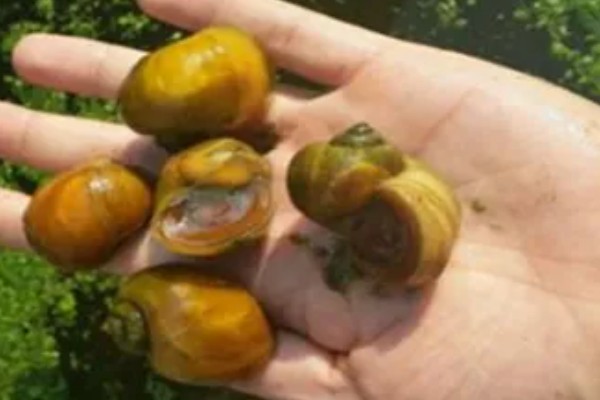 黄金螺能不能用冷水养，可以接受5-45℃的水温