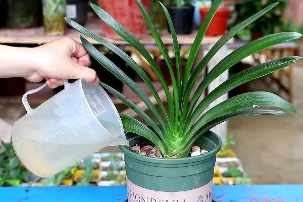 君子兰的养殖方法,不干不用浇水