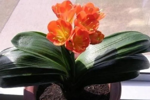 君子兰的养殖方法,不干不用浇水