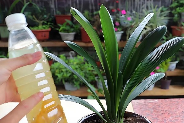 君子兰的养殖方法,不干不用浇水