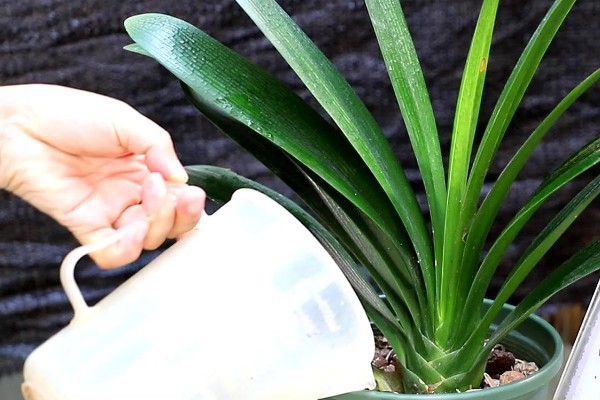 君子兰的养殖方法,不干不用浇水