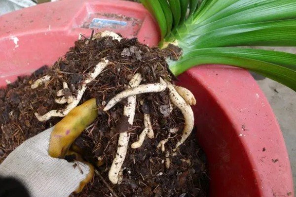 君子兰的养殖方法,不干不用浇水