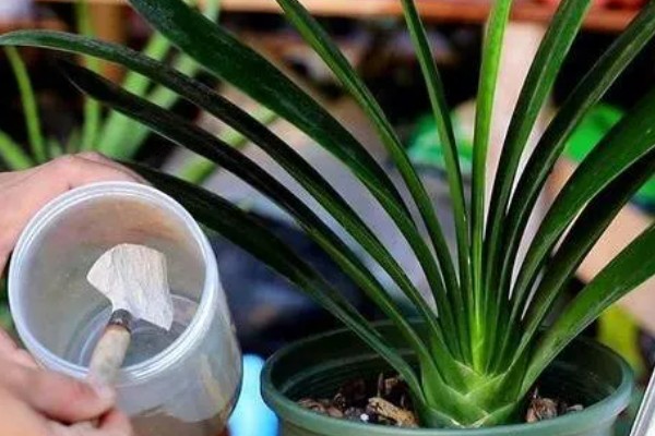 君子兰的养殖方法,不干不用浇水