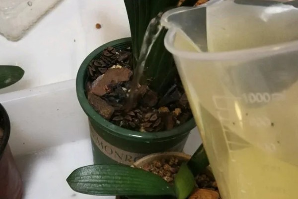 君子兰的养殖方法,不干不用浇水