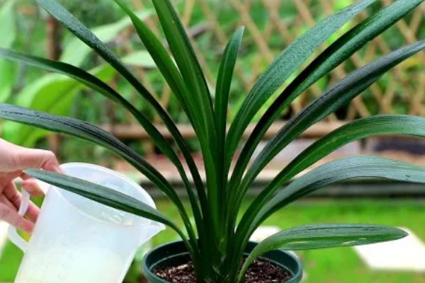 君子兰的养殖方法,不干不用浇水