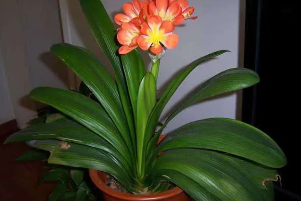 君子兰的养殖方法,不干不用浇水