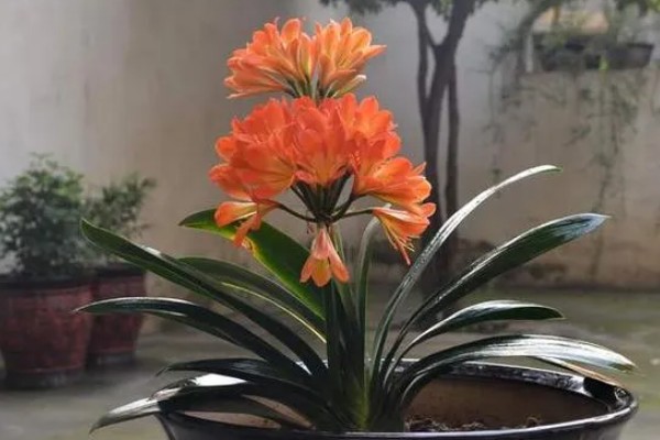 君子兰的养殖方法,不干不用浇水