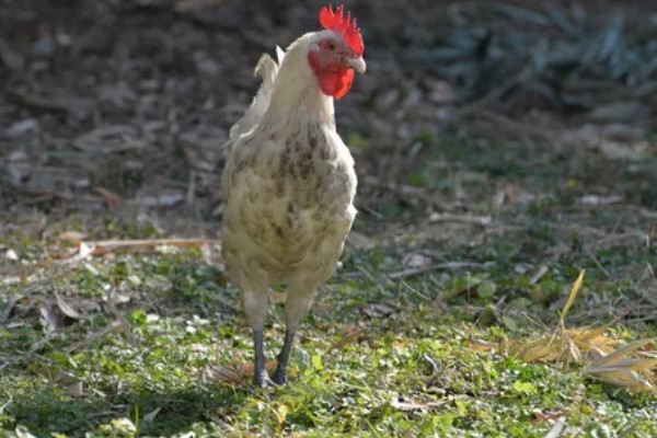 鸡一般可以长多大，通常能长3-5斤重