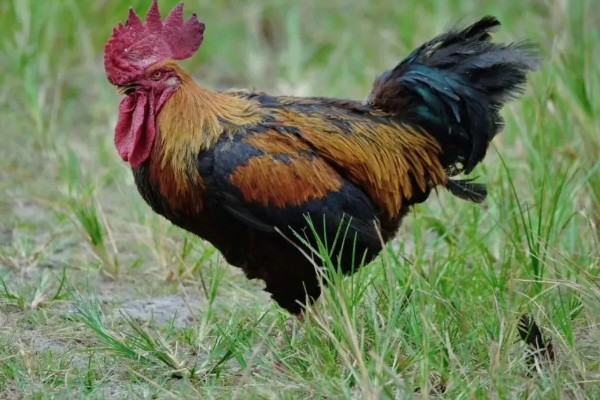 鸡一般可以长多大，通常能长3-5斤重