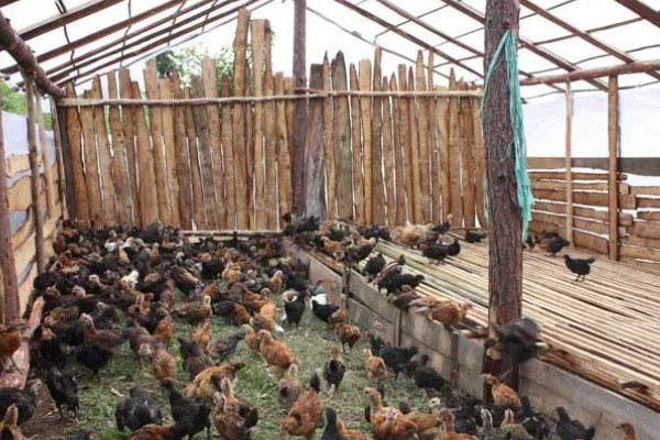 鸡一般可以长多大，通常能长3-5斤重