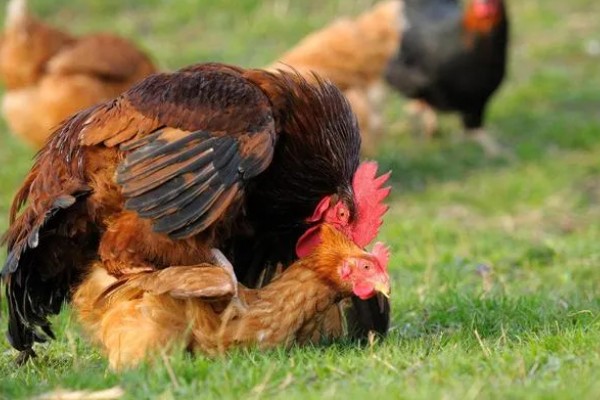 鸡一般可以长多大，通常能长3-5斤重