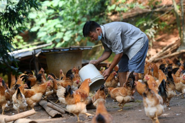 鸡一般可以长多大，通常能长3-5斤重