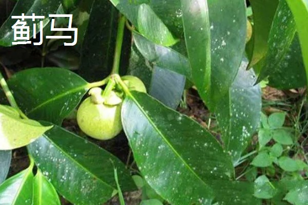 山竹病虫害怎么防治，遇到蚜虫可使用啶虫脒等药物