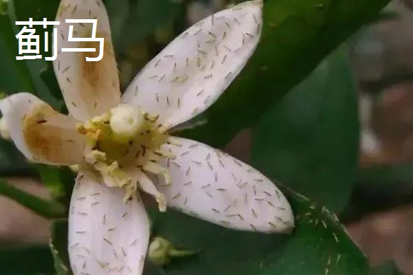 山竹病虫害怎么防治，遇到蚜虫可使用啶虫脒等药物