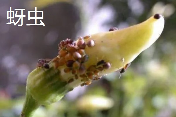 山竹病虫害怎么防治，遇到蚜虫可使用啶虫脒等药物