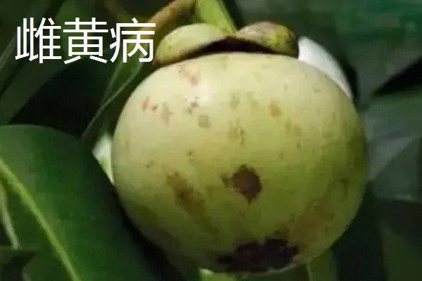 山竹病虫害怎么防治，遇到蚜虫可使用啶虫脒等药物