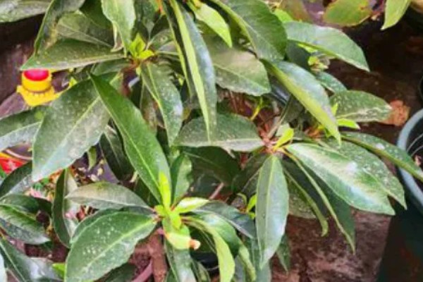 山竹病虫害怎么防治，遇到蚜虫可使用啶虫脒等药物