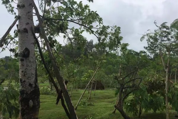 山竹病虫害怎么防治，遇到蚜虫可使用啶虫脒等药物