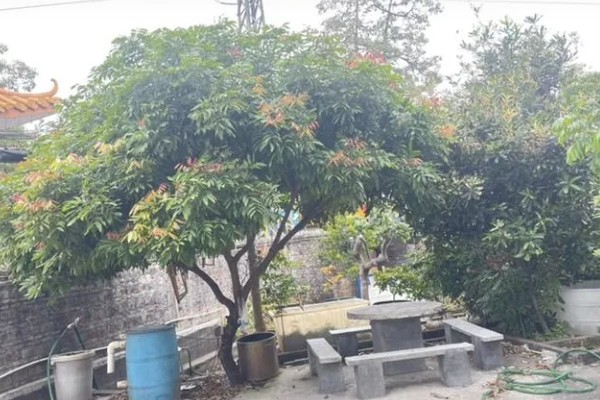 山竹病虫害怎么防治，遇到蚜虫可使用啶虫脒等药物