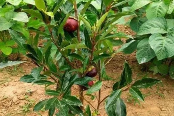 山竹病虫害怎么防治，遇到蚜虫可使用啶虫脒等药物