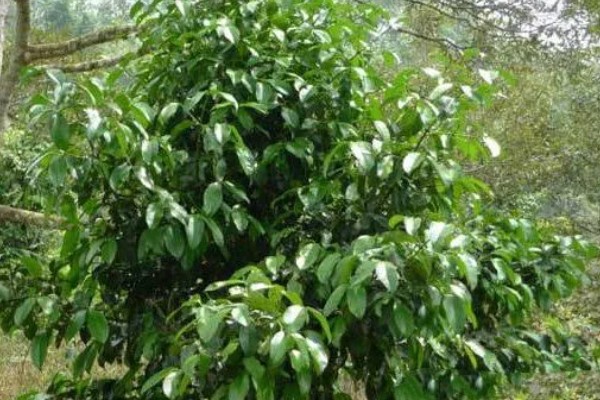 山竹病虫害怎么防治，遇到蚜虫可使用啶虫脒等药物